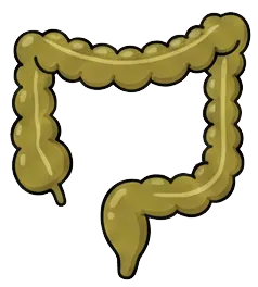 大腸