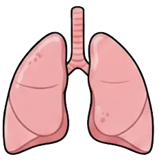 肺