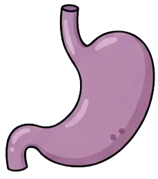 胃