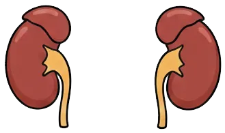 腎臓