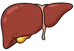 肝臓